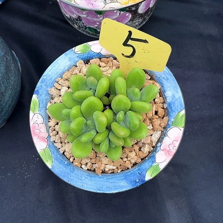 芒果5号码牌子的话题