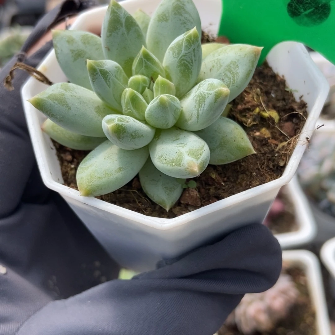 828伊丽莎白多肉植物