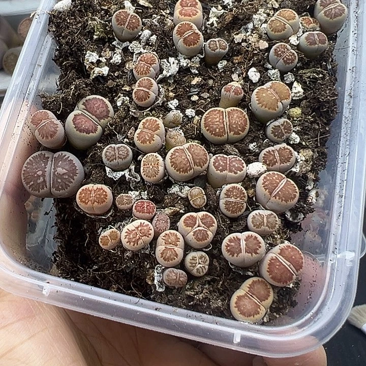 511带2个奔小美菊福利