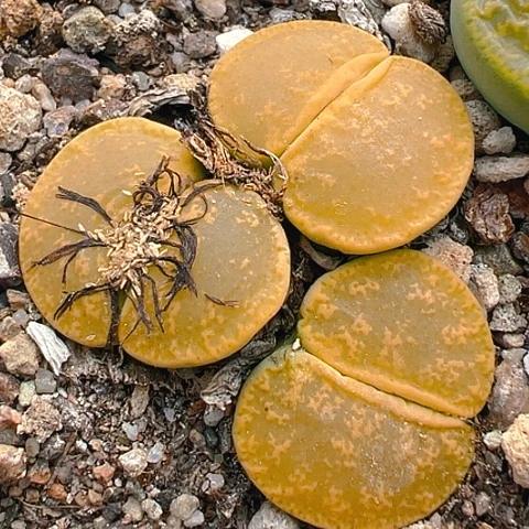 【闪购商品】25856