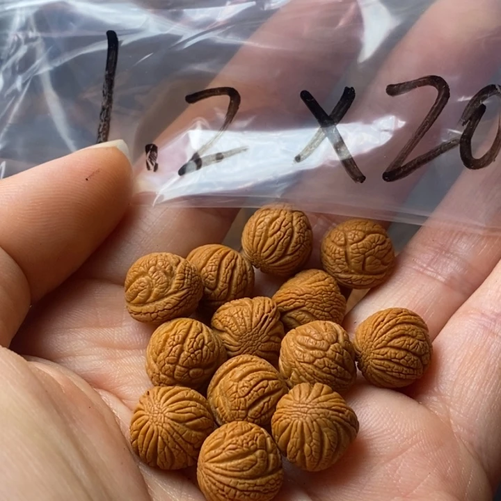 文玩核桃手串秦岭野生龙纹桃核12