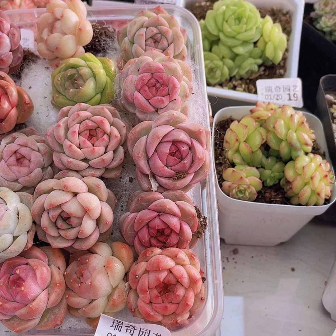 000000000000001量拍