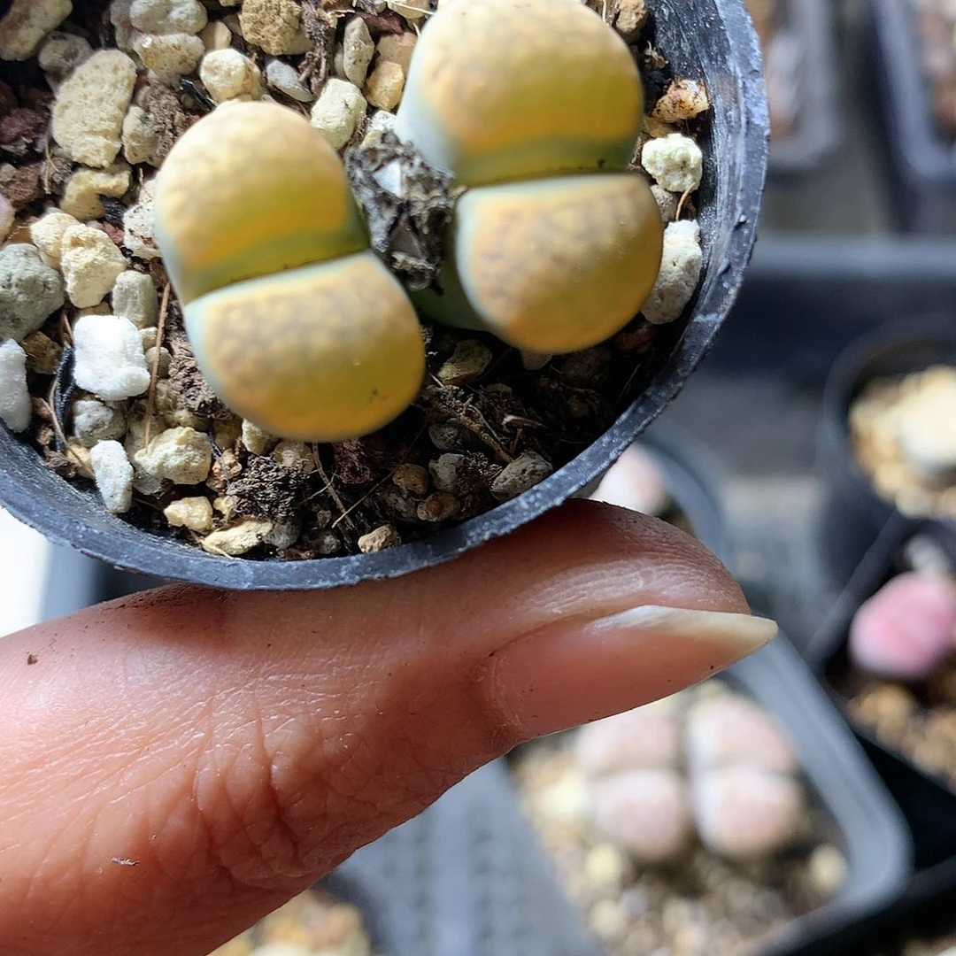 H266多肉植物保护