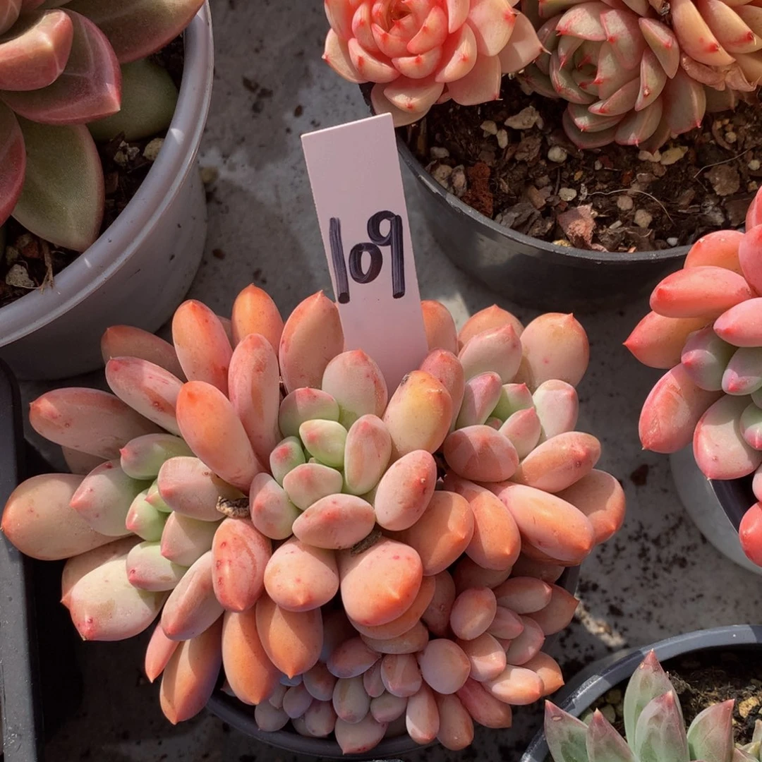 迈达斯国王72727727237