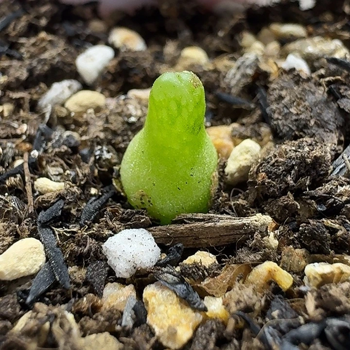 老马生石花小葫芦1508