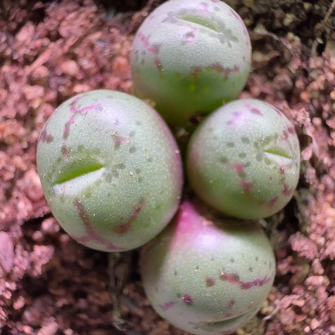 大降价福利来啦600