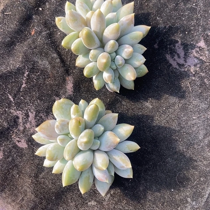 秋可园艺 哥特缀化两颗