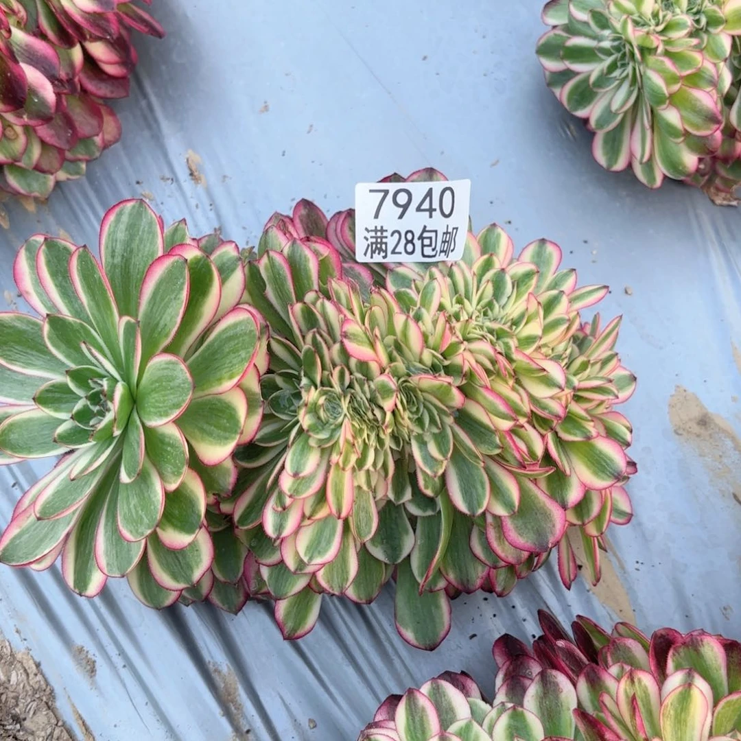 F. 7940倾城缀多肉