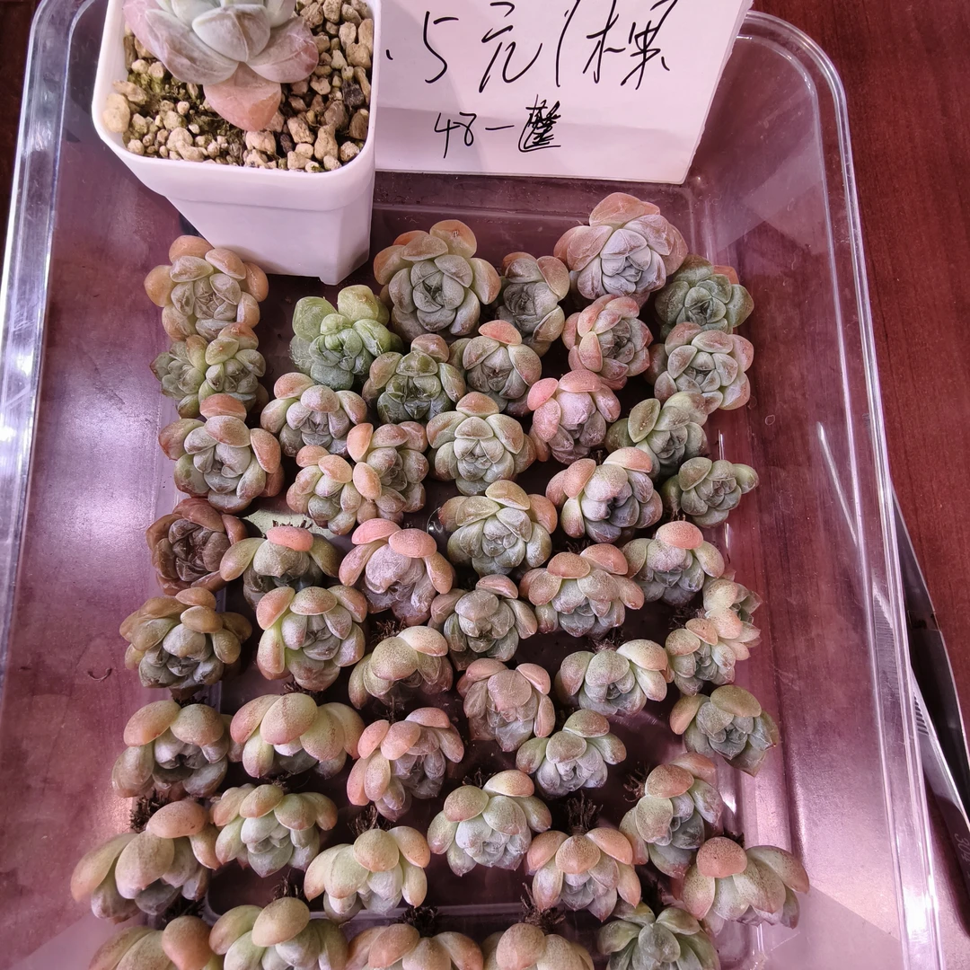 精控厚梦多肉植物一物一拍