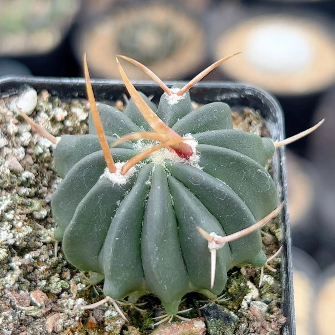 实生 龙剑丸仙人球