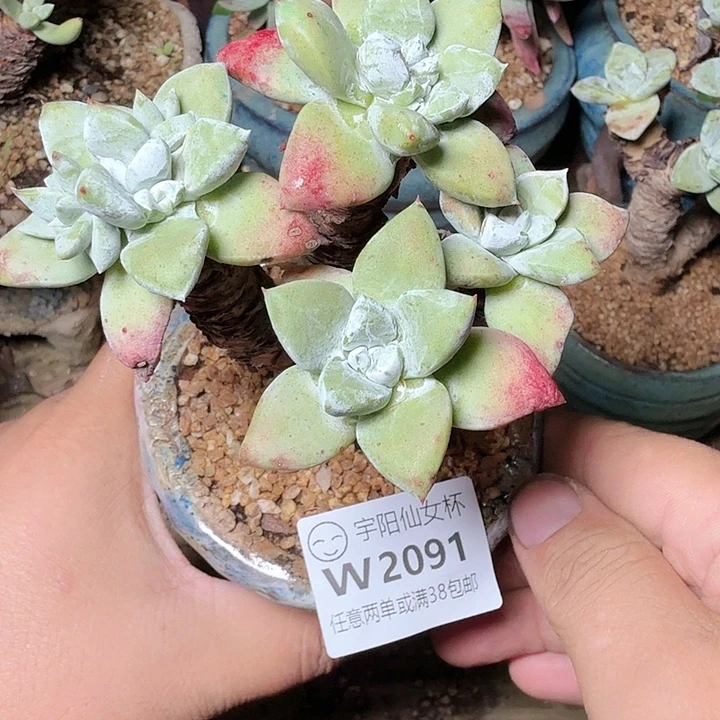 2091法瑞苹果叶多肉