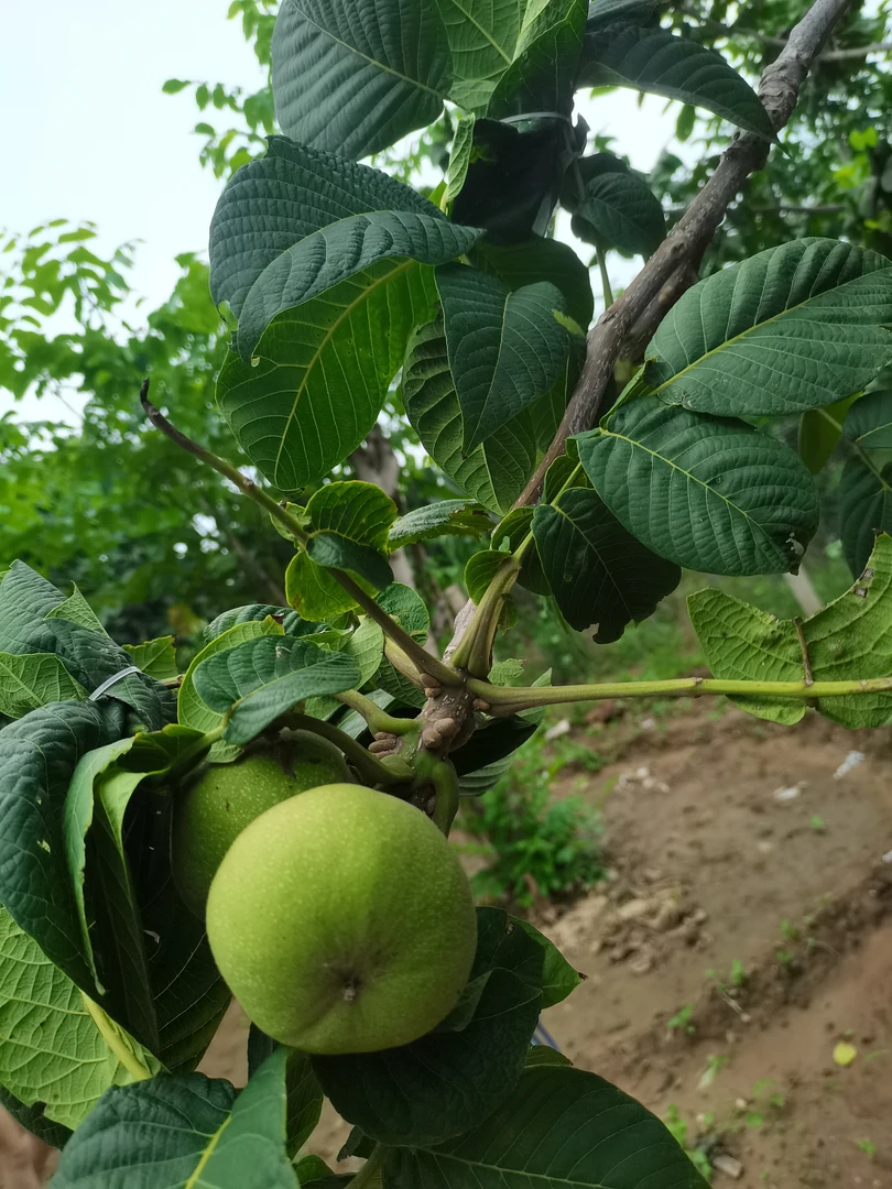 青皮定制南瓜墩 不退不换