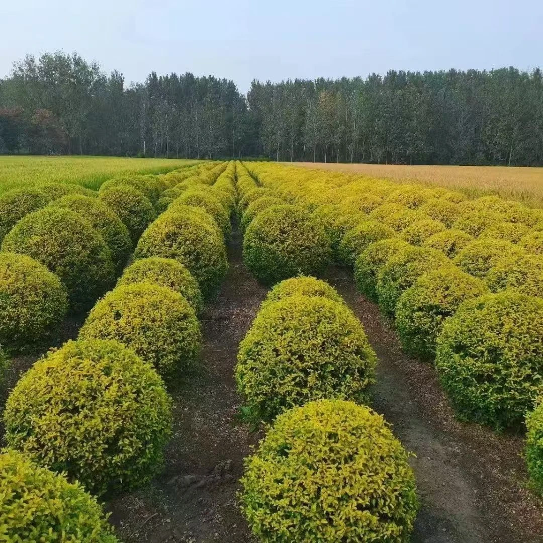 亮金女贞地球耐热耐寒四季常青庭院阳台别墅栽种亮晶棒棒糖绿化