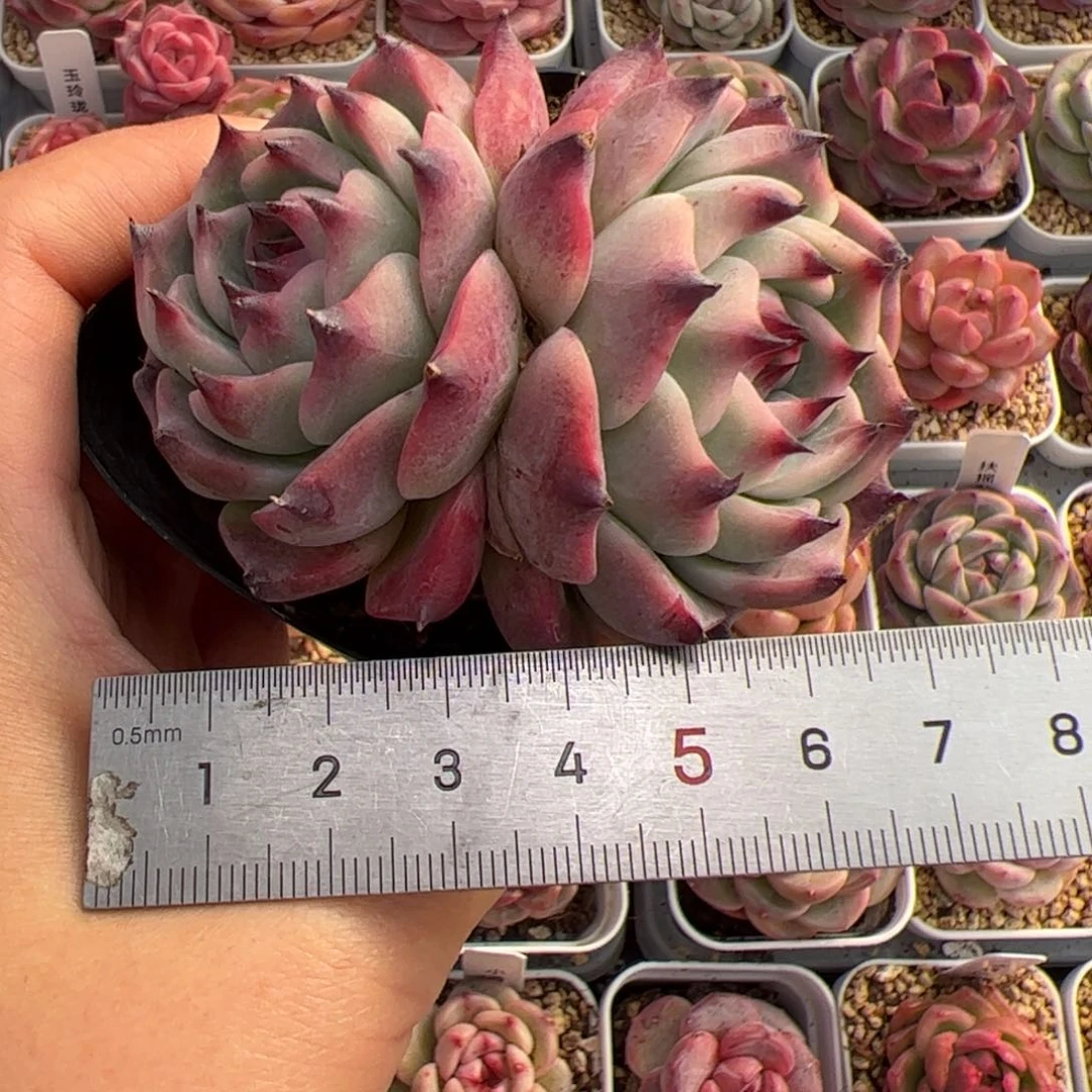 ?***?754 多肉植物组合盆栽