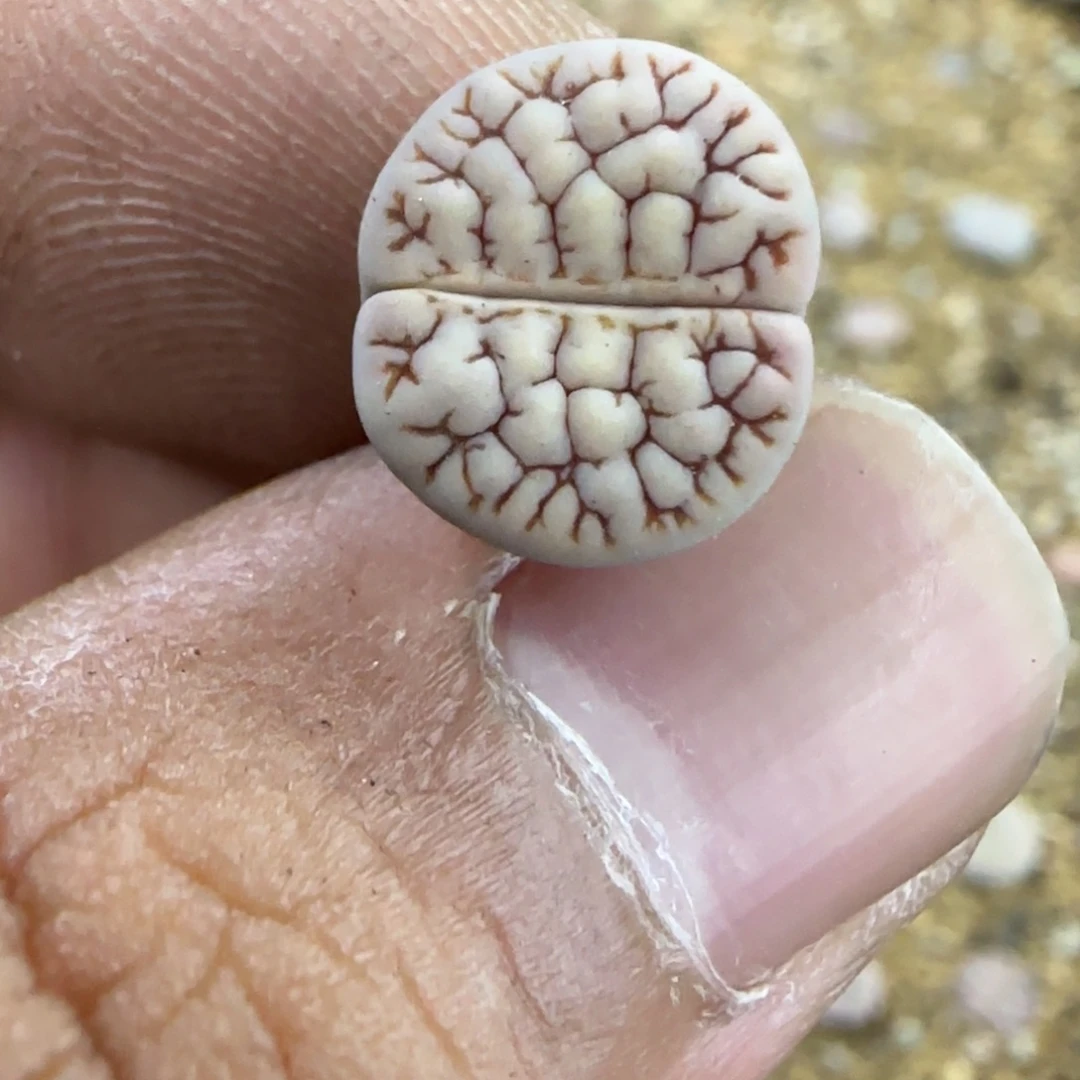 068 生石花大棚直播