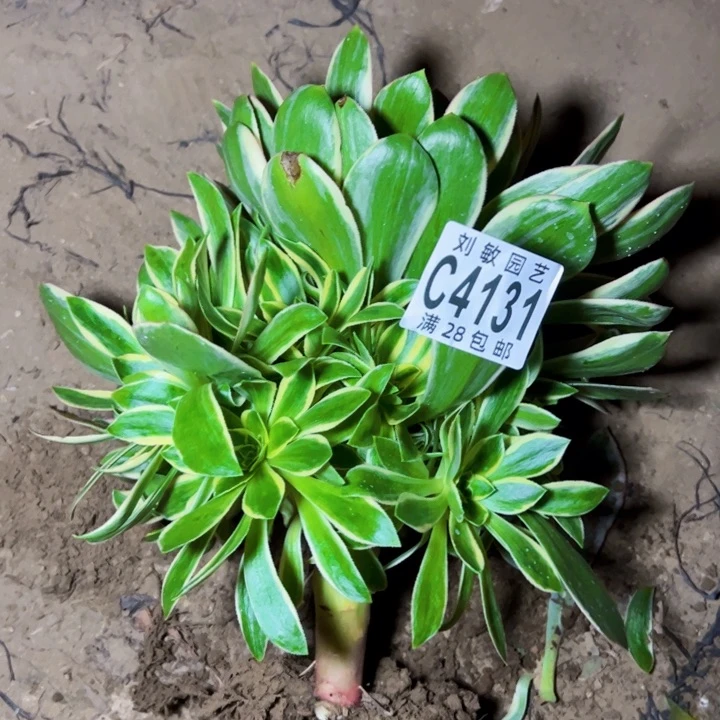 4131绿玫瑰多肉植物法师
