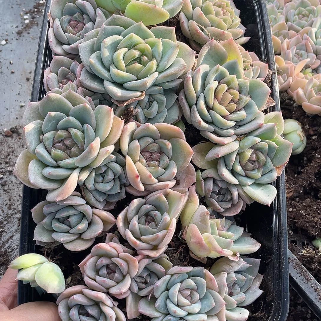 糕大上多肉植物541