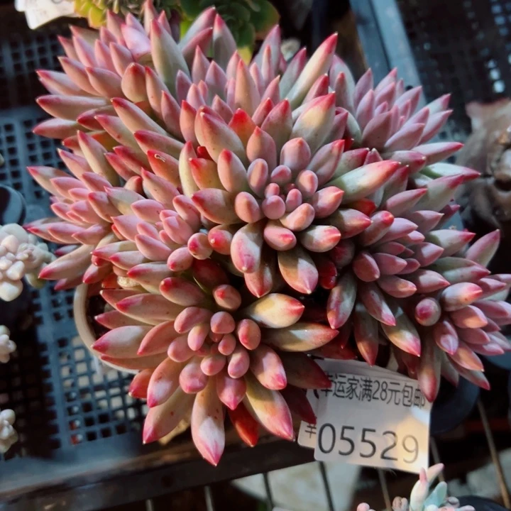 幸运的是我还没遇到你