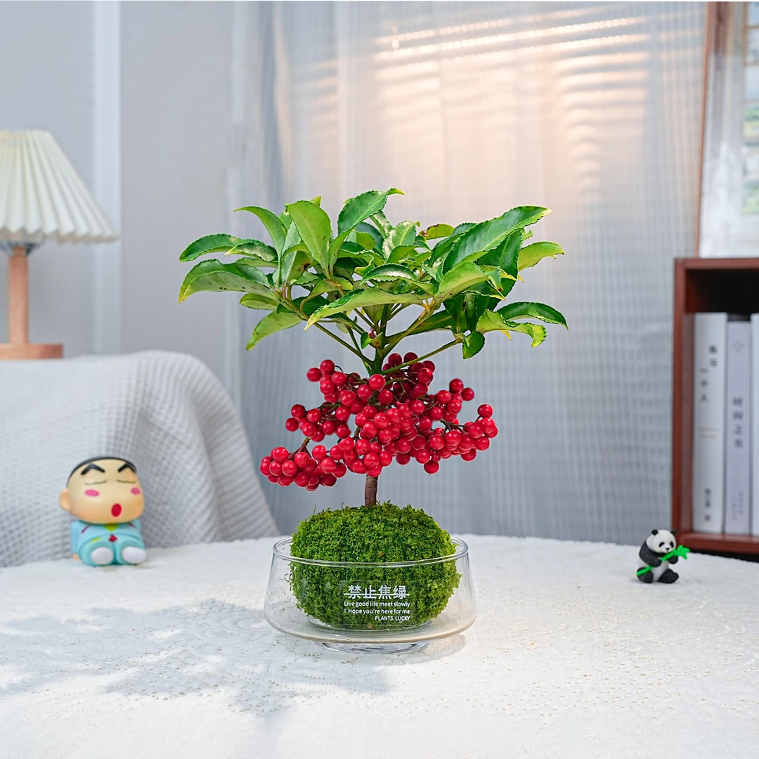 富贵籽盆栽带红果办公室内客厅黄金万两金玉满堂年宵花苔藓球植物