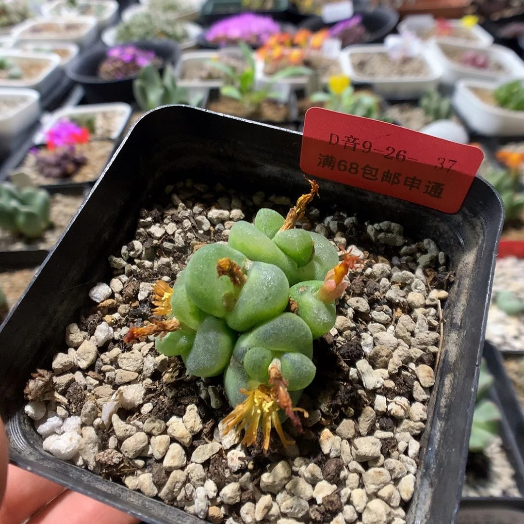 9-26-37 瑕疵水晶鞋