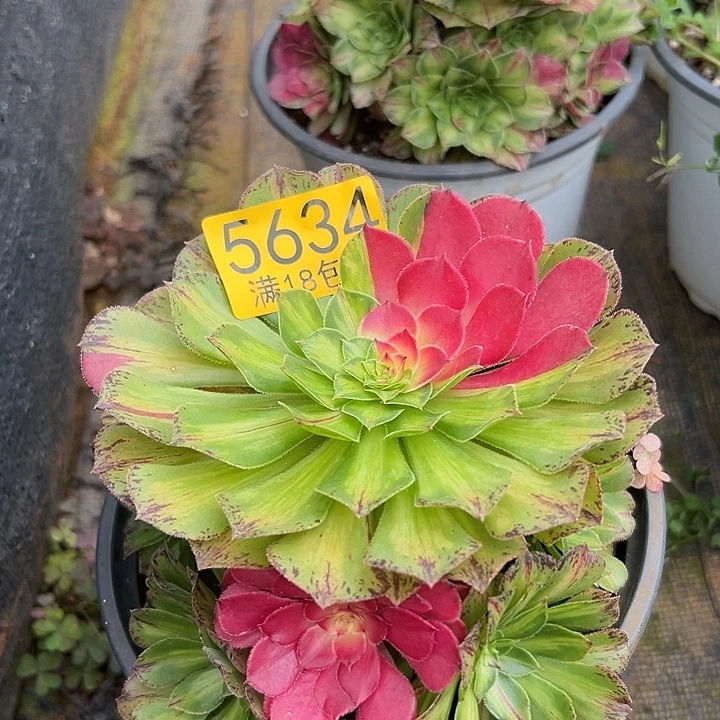 634知否多肉法师锦