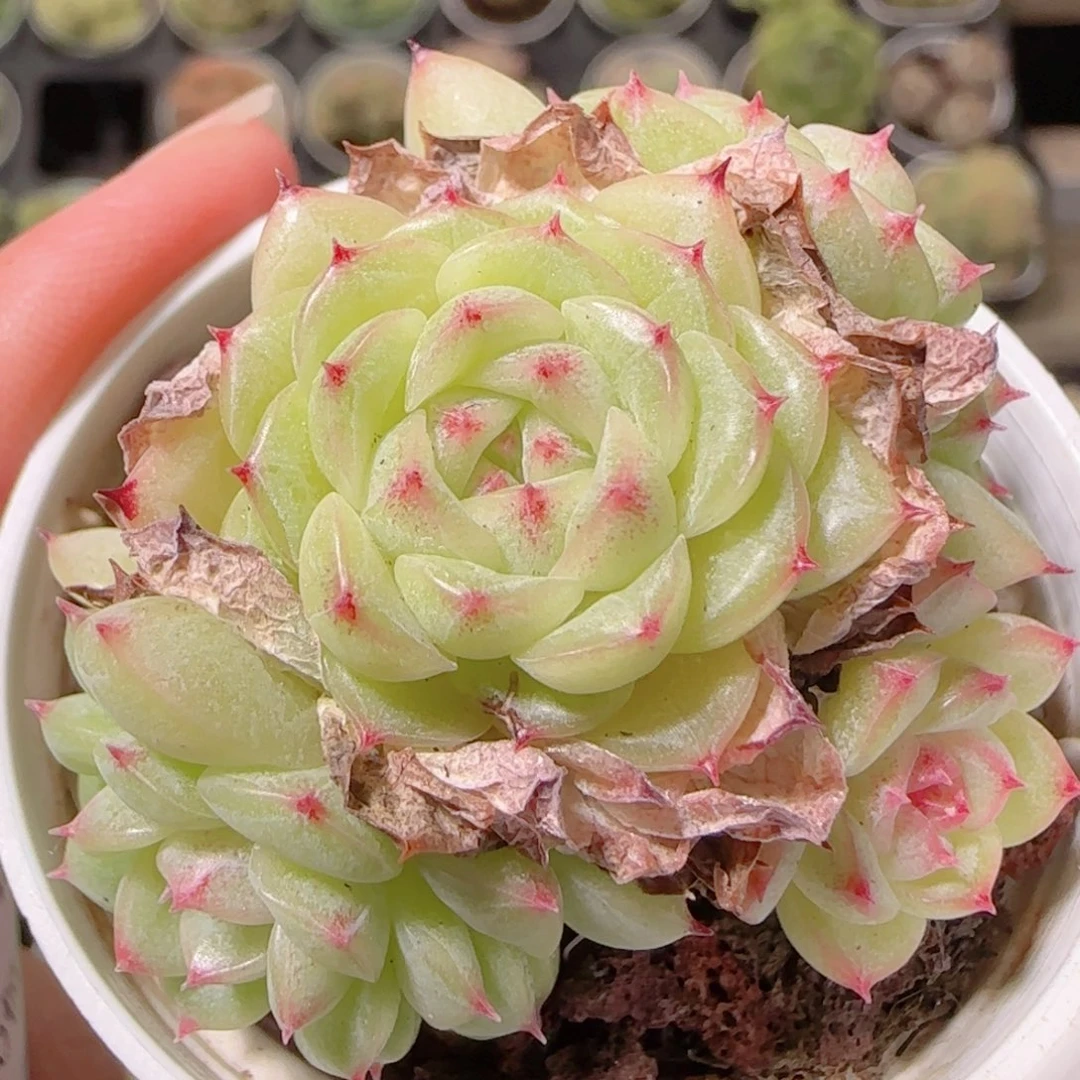 花语逸镜1023-322麦秆散