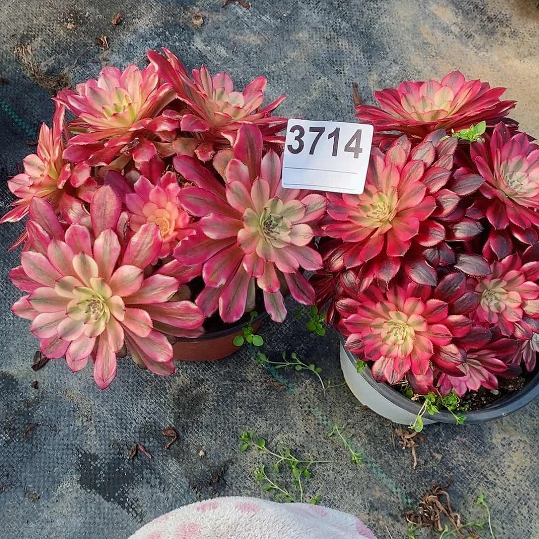 红陶别***?3714黑铜白月婵多肉小颗丛林