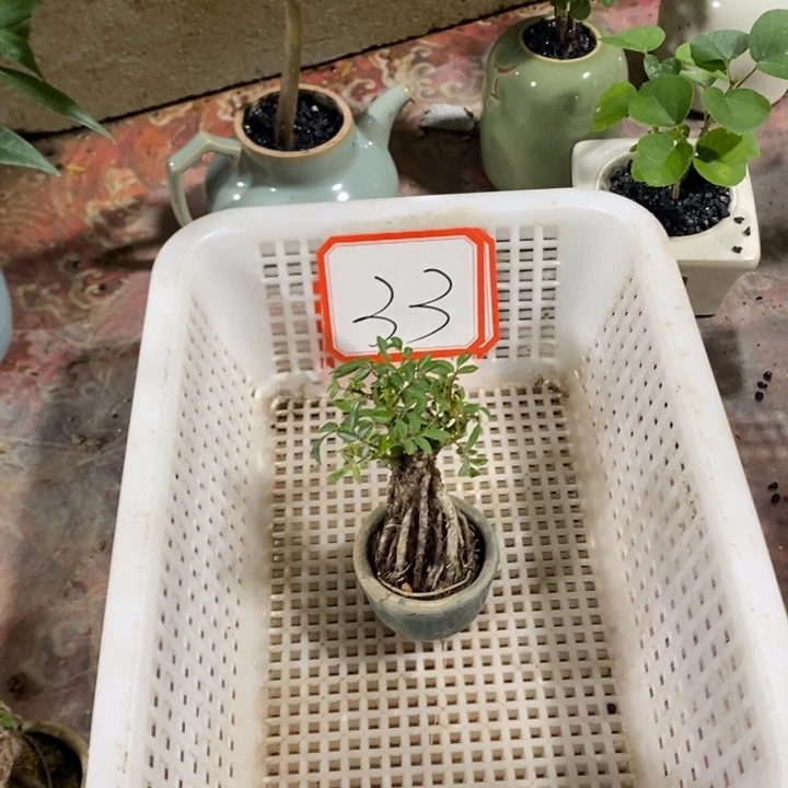 小***学以实际为准一物一拍33