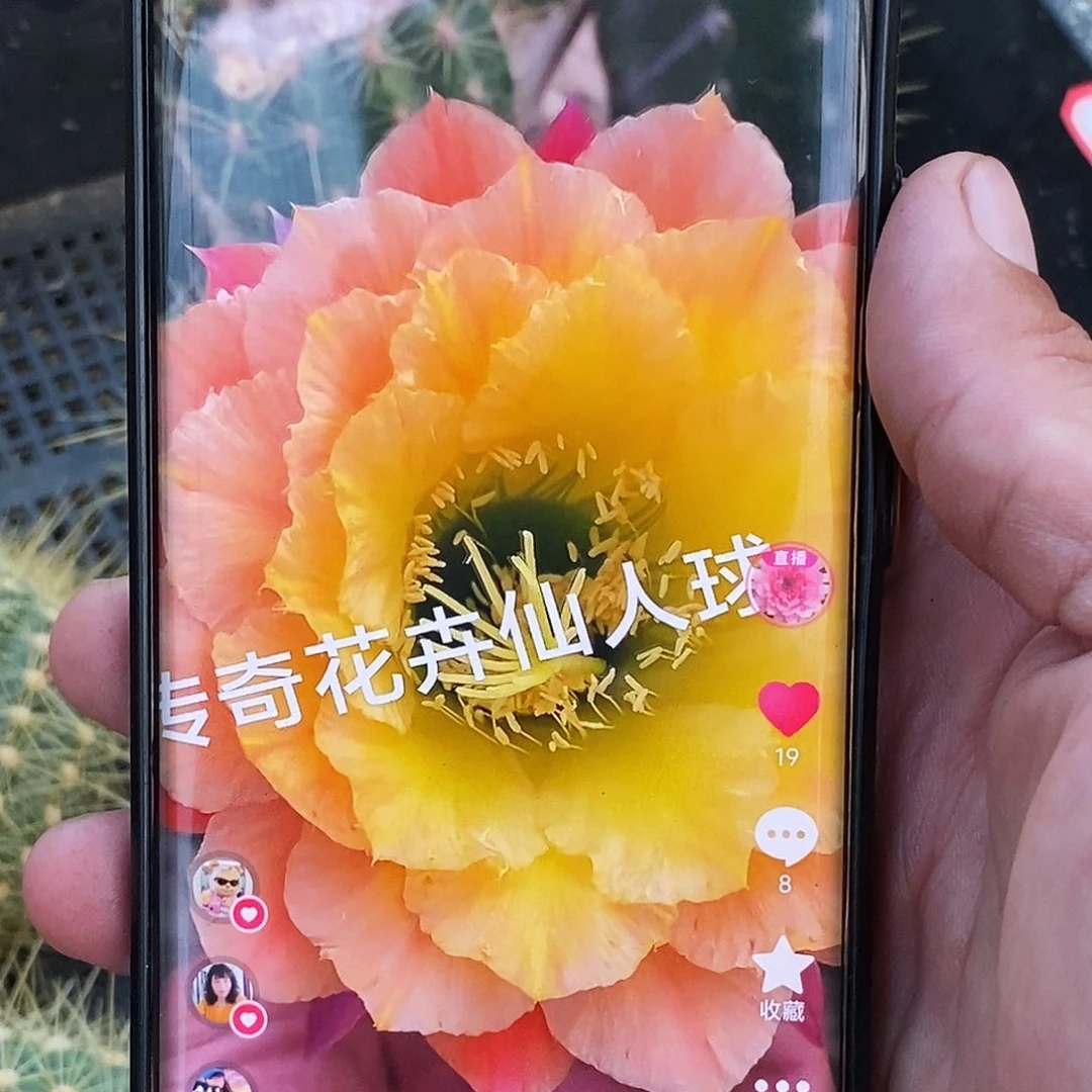 毛 黄牡丹侧芽歪20包邮/5公分