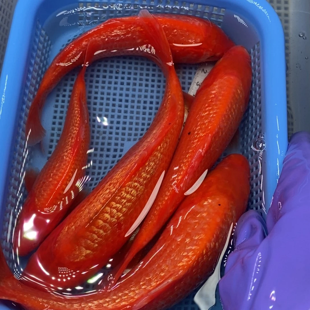 锦鲤冷水锦鲤包邮