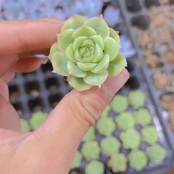 精品虾饺多肉植物