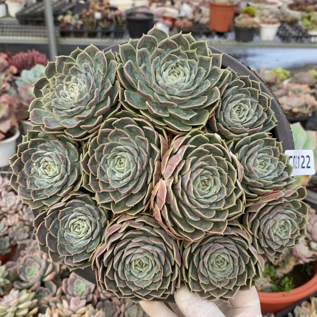 2122昂斯诺一物一拍