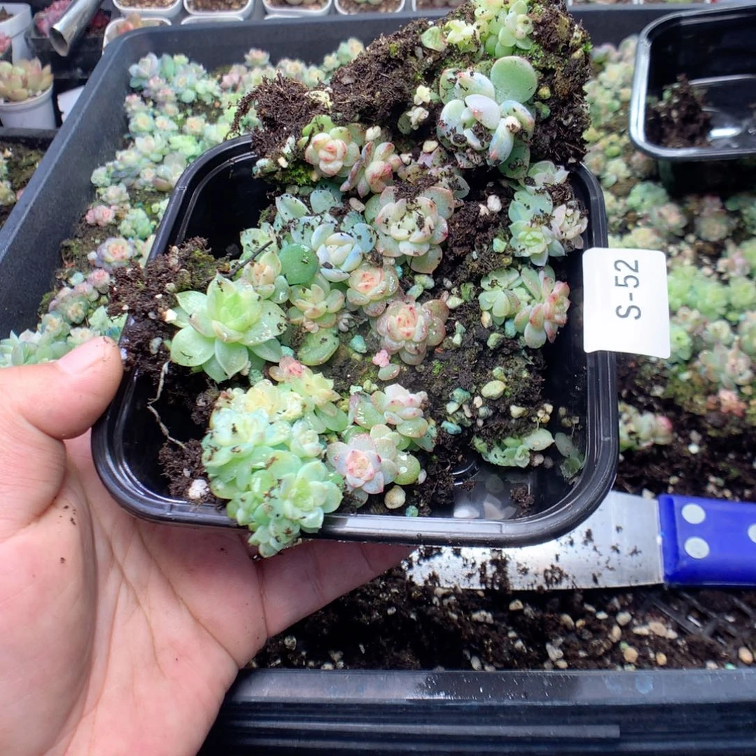 无花朵S52英语英语