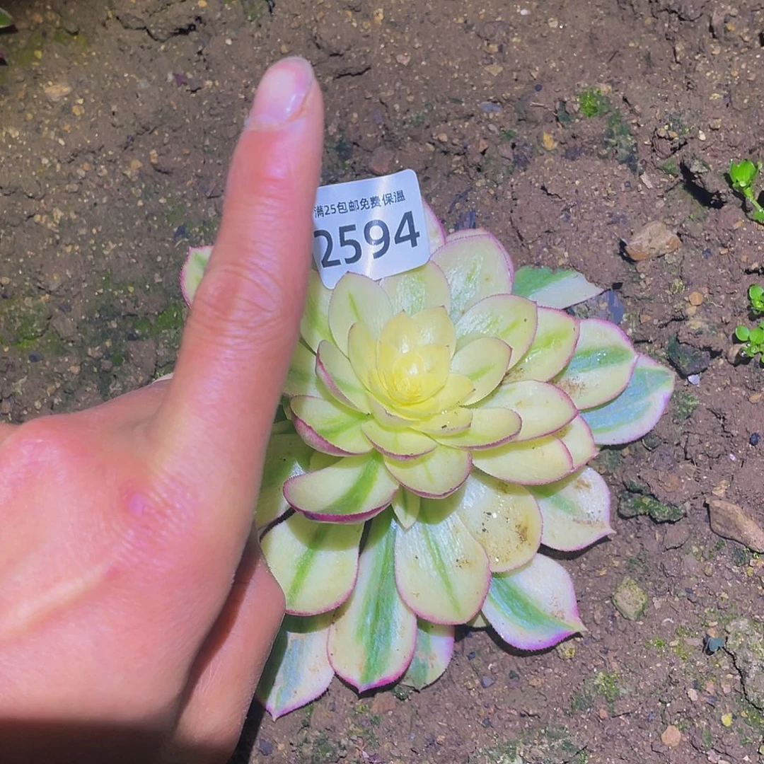 2594海王高锦多肉植物