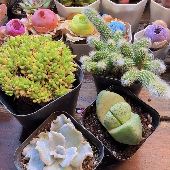 虎鲸 九尾狐满头 元宝 饺子皮