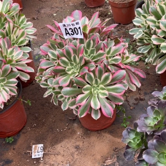 301女巫法师不包断枝