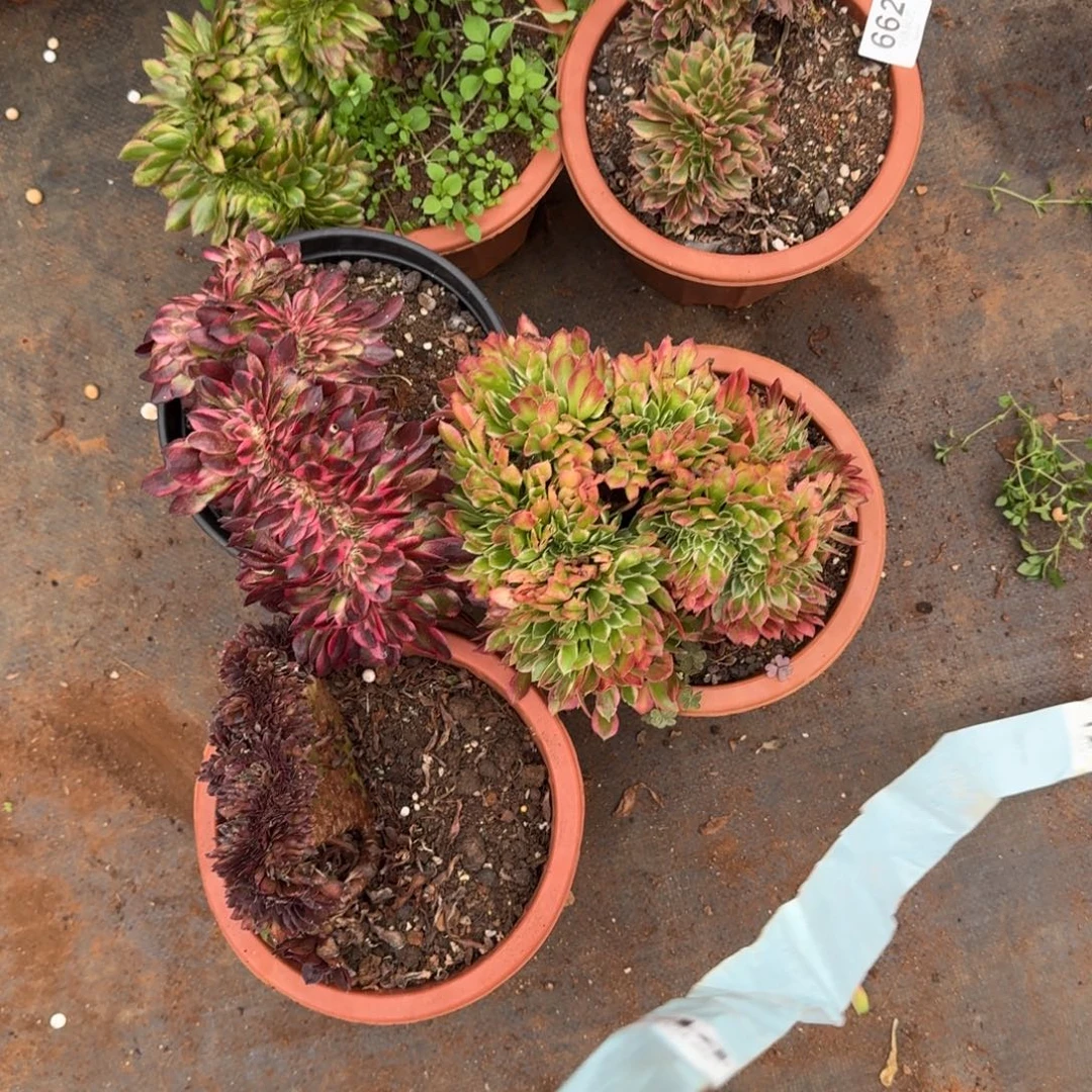 662组合五颗缀化多肉植物满28包邮
