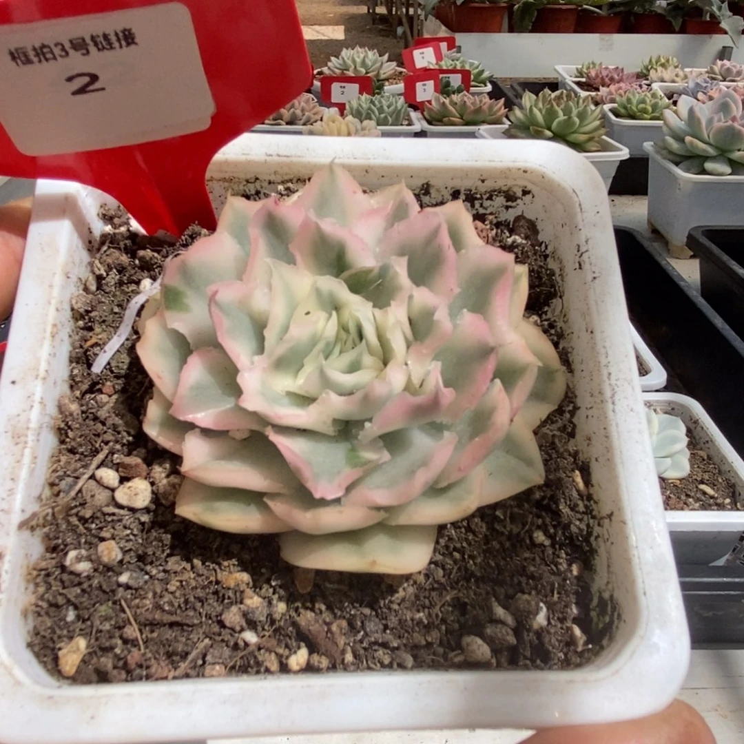2号紫蝴蝶锦多肉植物