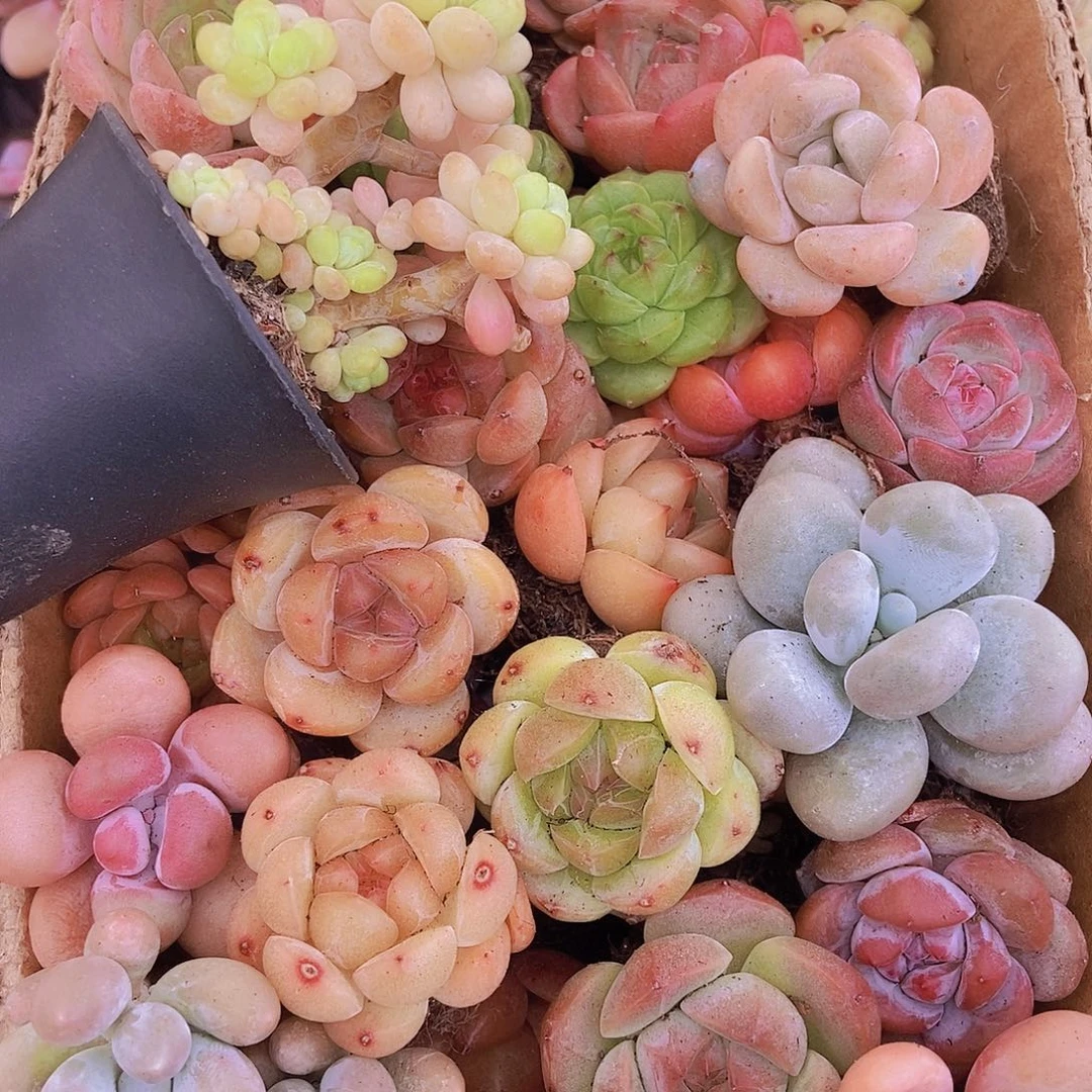 000000000001量拍保底20颗