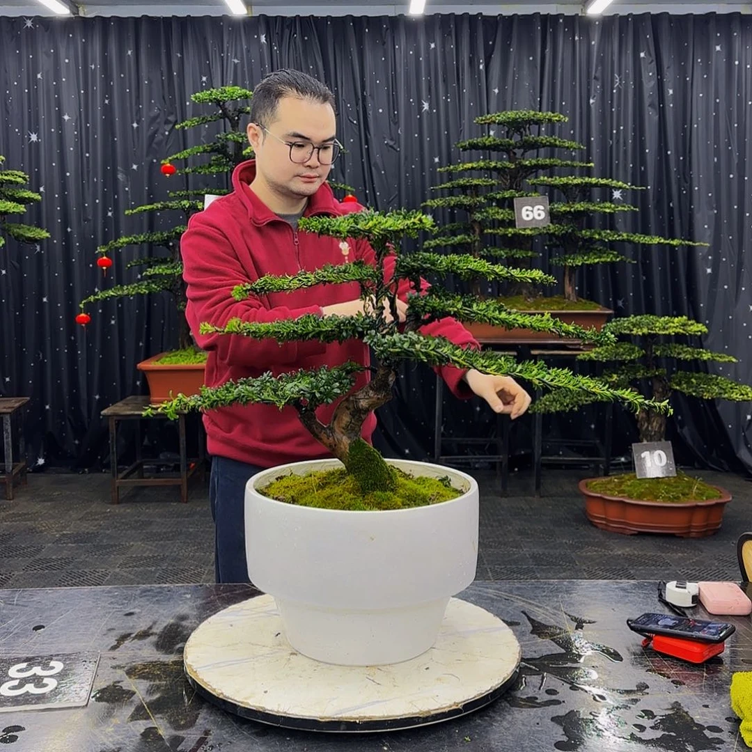 红芽罗汉松高端造型盆景