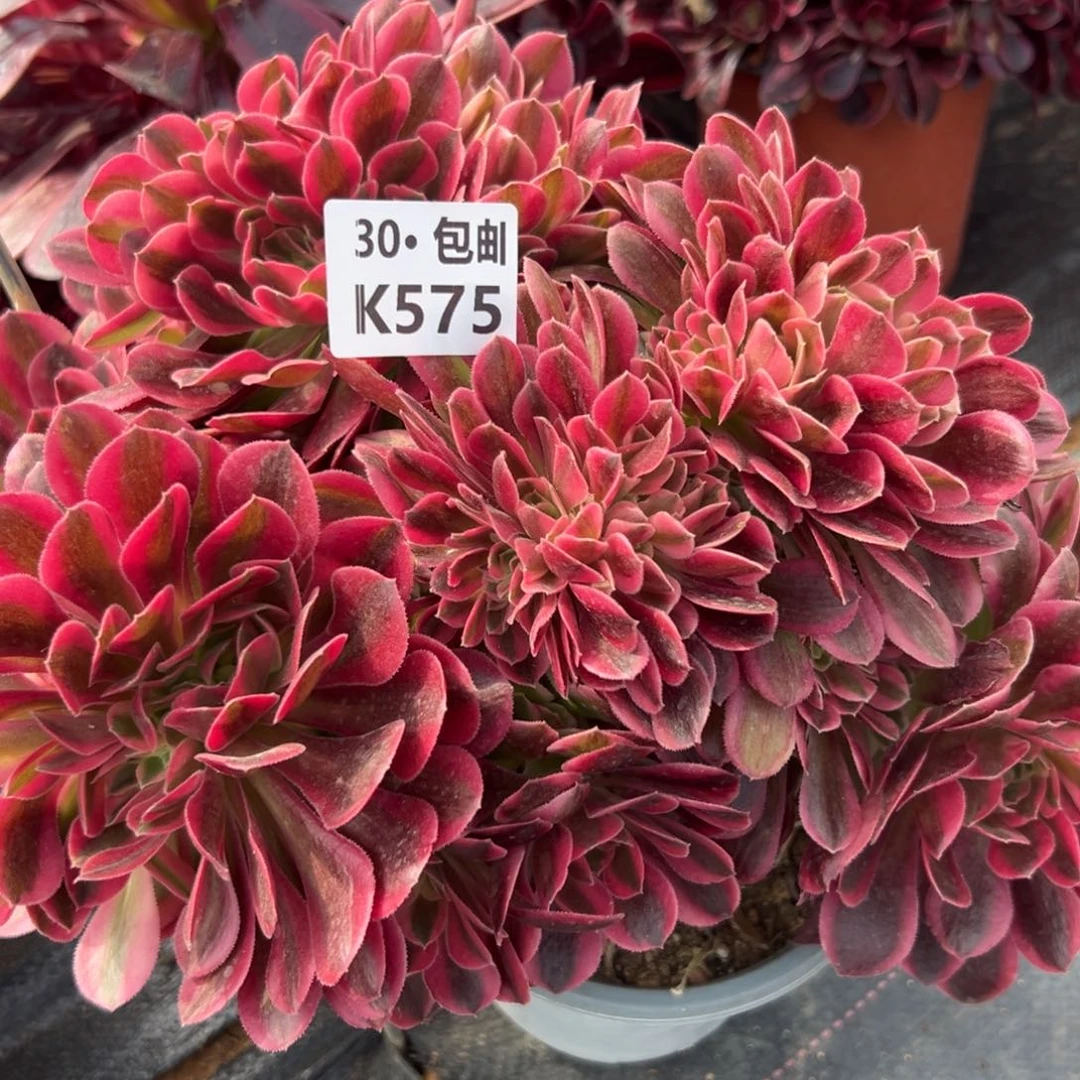 桥*野575女巫缀，满20包邮