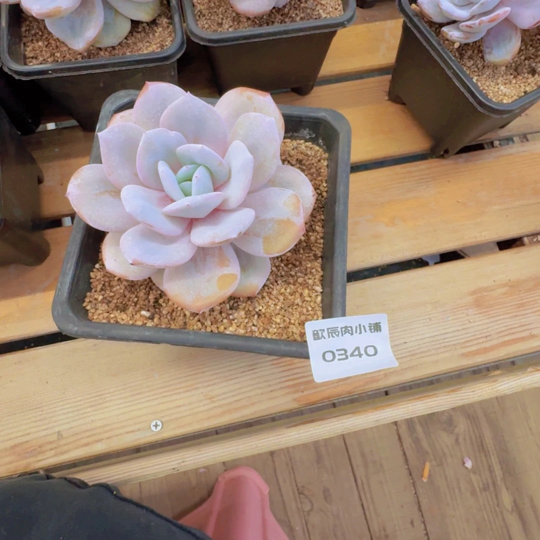 晒***觉多肉植物奶茶单头0340