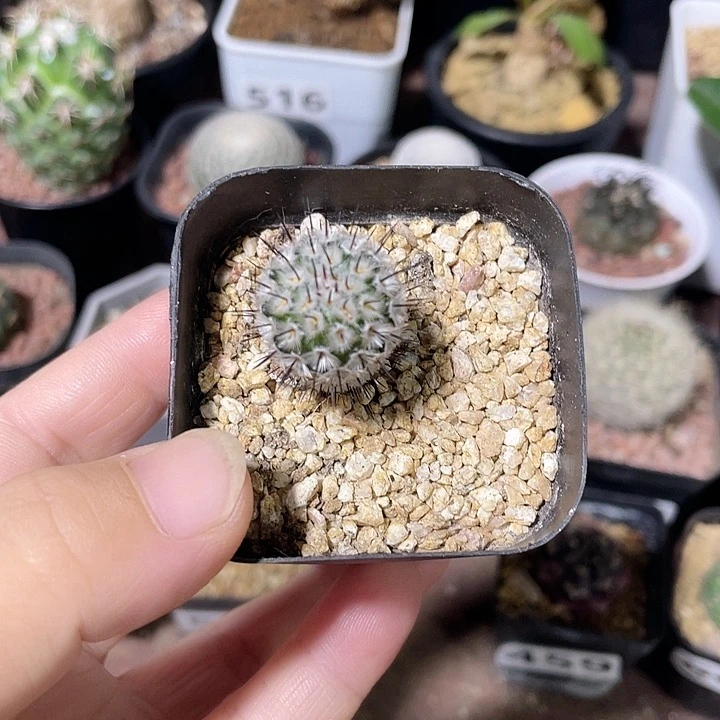 382实生直刺佩雷，