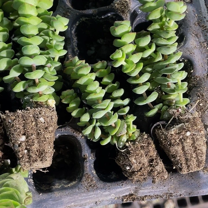 小钱串1元带土发