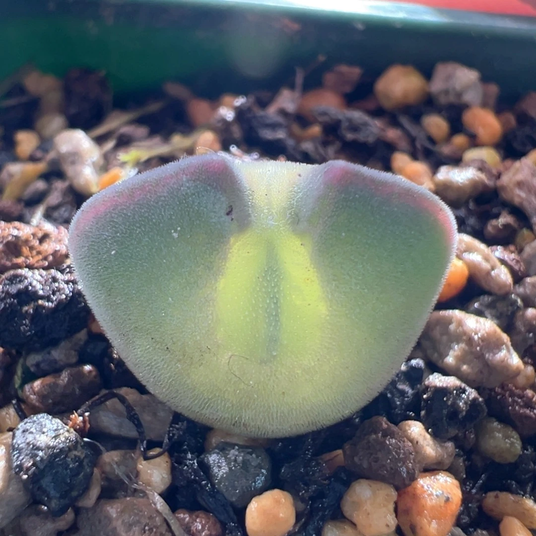 A242. 青蛙种源优选两年大眼空蝉。干疤福利。八八折后价。