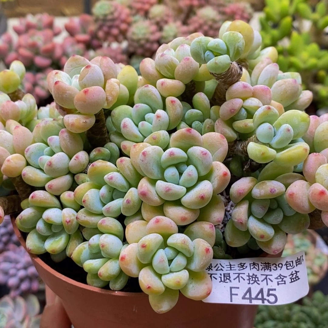 445樱花罗琦15cm多肉不包整