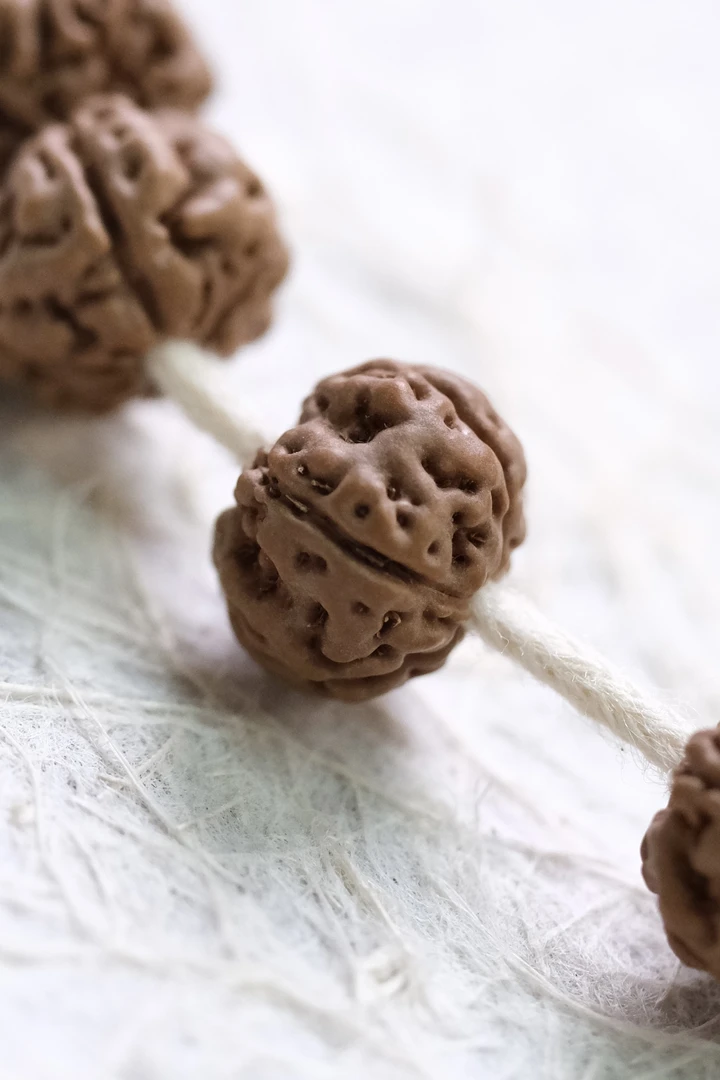 云端·老树王单圈小金刚金刚菩提小金刚