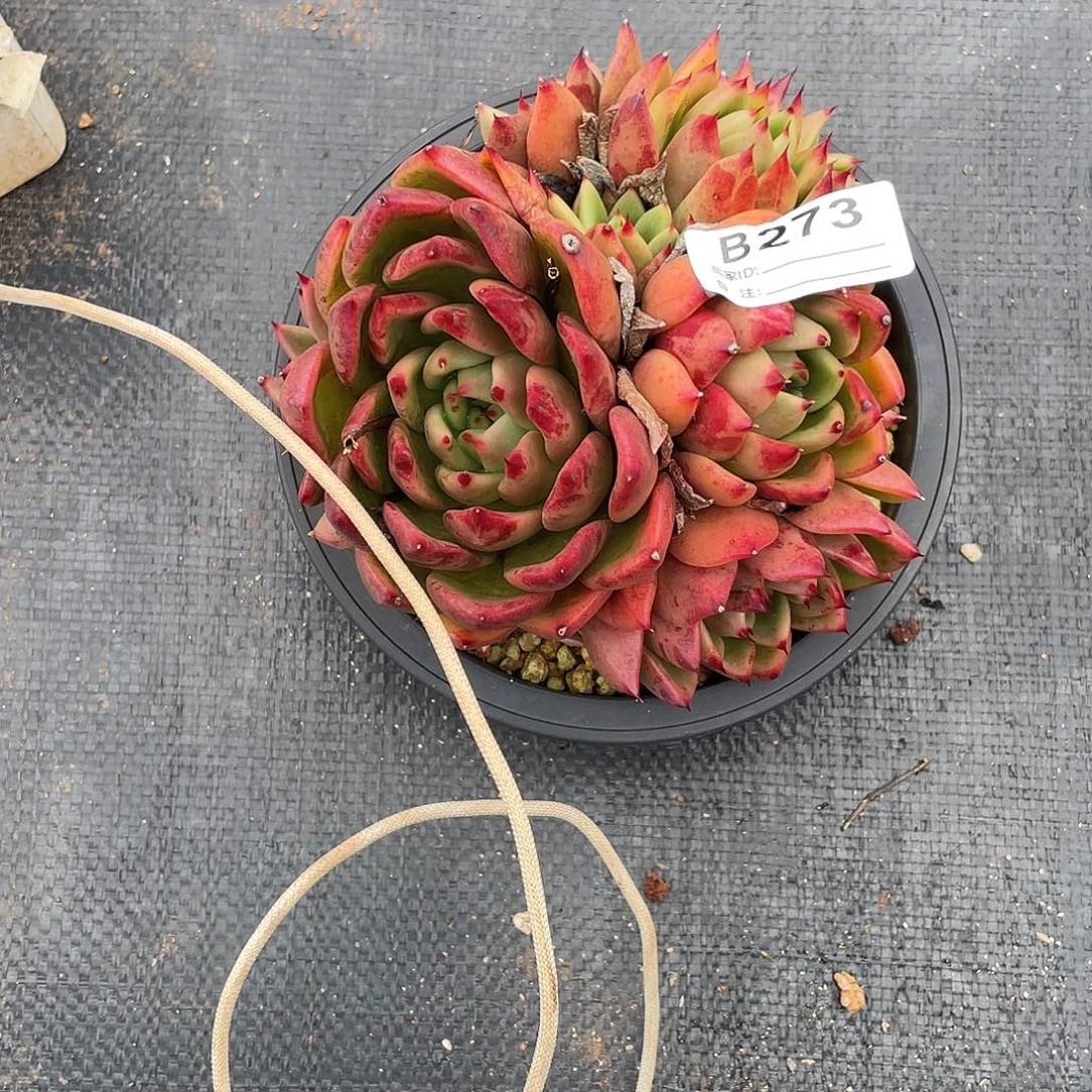 若如东云单拍B273