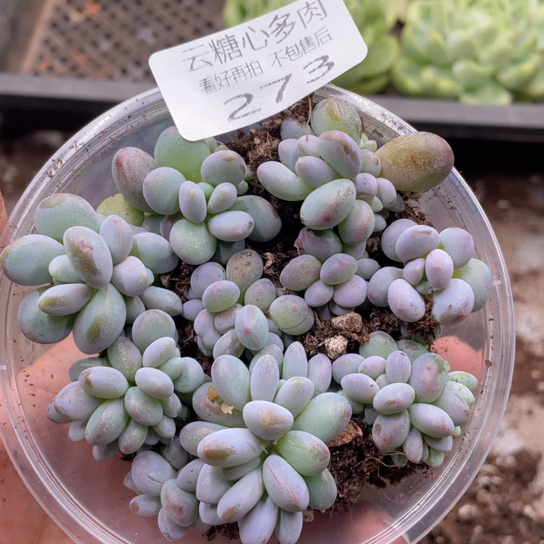 云糖心多肉植物273