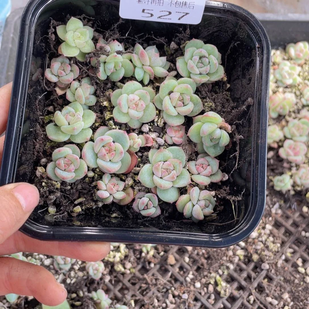 糕大上多肉植物527